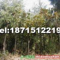 廣玉蘭