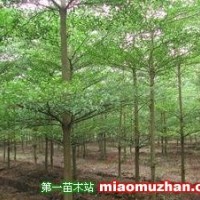 小葉欖仁