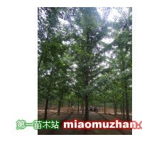 銀杏樹