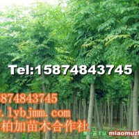 欒樹
