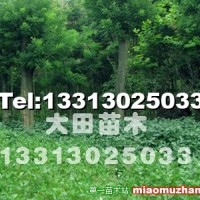 國槐