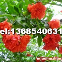 牡丹花石榴樹