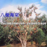 八棱海棠