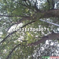 野生大規(guī)格樟樹(shù)