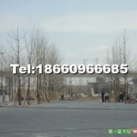 銀杏樹