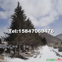 云杉
