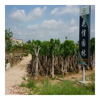 小葉榕