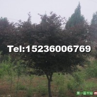 紫葉李