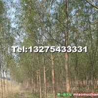 旱柳