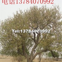 八棱海棠樹