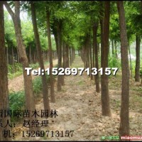 國槐