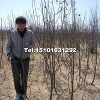 八棱海棠樹