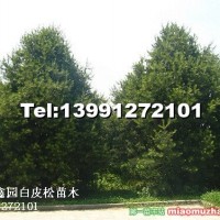 華山松