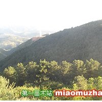 油松
