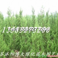 直升龍柏