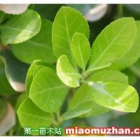 大葉黃楊