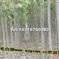 窄冠毛白楊