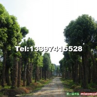 骨架移栽香樟
