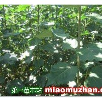 北京楊