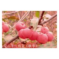 冬紅海棠