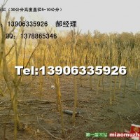 紫薇