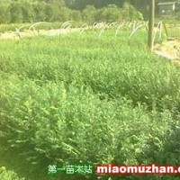 紅豆杉
