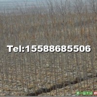 櫻花樹苗