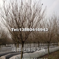 櫻花