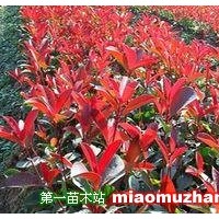 紅葉石楠