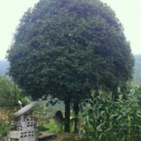 桂花