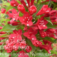 紅花王子錦帶