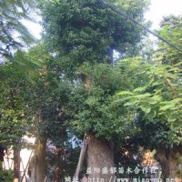 大香樟樹