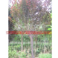 紅葉李