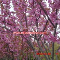 櫻花