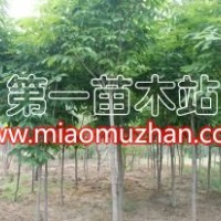七葉樹
