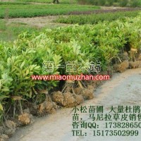 毛杜鵑