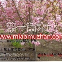 櫻花