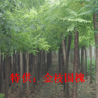 黃金槐