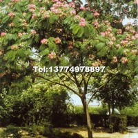 合歡樹
