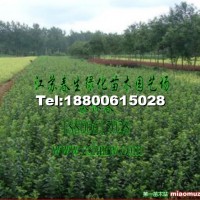 大小葉黃楊