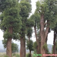 香樟樹