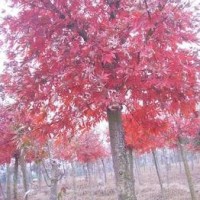 紅楓