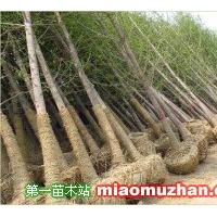 銀杏樹