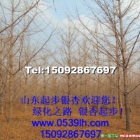 銀杏樹