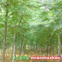 金合歡