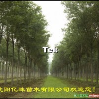 國槐