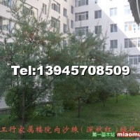 沙棘