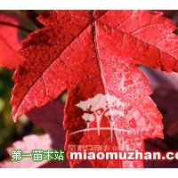 紅點(diǎn)