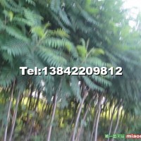 火炬樹