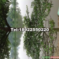小葉欖仁